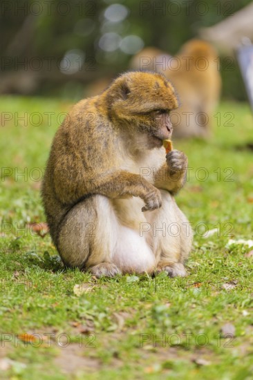 A monkey sits on the grass and nibbles on a blade of grass, Affenberg Salem, Lake Constance