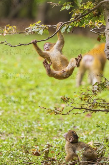 A young monkey jumps joyfully hanging from a branch in a tree, Affenberg Salem, Lake Constance