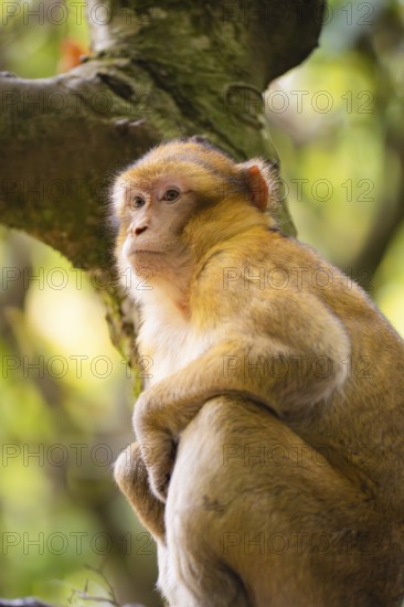A monkey sits on a tree and looks lost in thought into the distance, surrounded by nature,