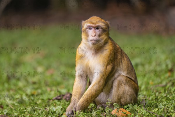 Affenafse sitting on a grassy area with a thoughtful expression and a blurred background, Affenberg