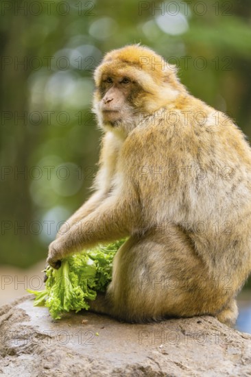 A monkey sits and holds leafy vegetables, surrounded by natural landscape, Affenberg Salem, Lake