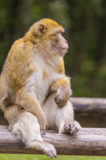 A monkey sits thoughtfully on a piece of wood in the greenery, Affenberg Salem, Lake Constance