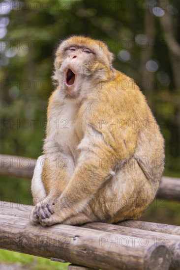 A monkey yawns and sits on a tree trunk in the forest, Affenberg Salem, Lake Constance district,