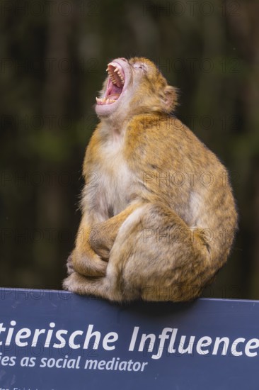 A monkey sits on a sign and yawns in the forest, Affenberg Salem, Lake Constance district, Germany