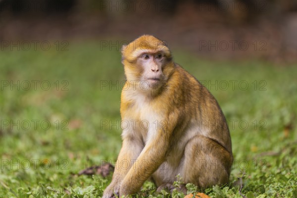 A monkey sits attentively in the grass of a natural environment, Affenberg Salem, Lake Constance