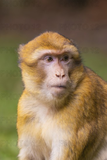 Close-up of a monkey whose face looks attentive, Affenberg Salem, Lake Constance district, Germany