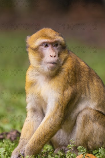 Sitting monkey with attentive gaze and detailed fur, Affenberg Salem, Lake Constance district,