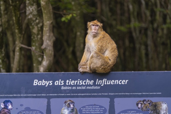 A monkey poses on a sign with a message in the zoo, Affenberg Salem, Lake Constance district,