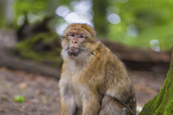 A monkey sits in the forest and looks thoughtfully into the camera, Affenberg Salem, Lake Constance