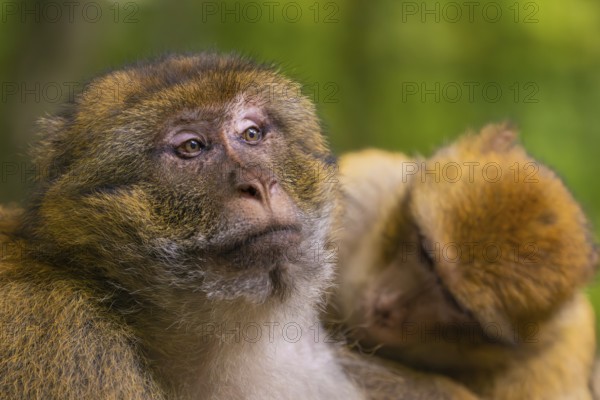Two monkeys are close together in the forest, one is looking attentively, Affenberg Salem, Lake