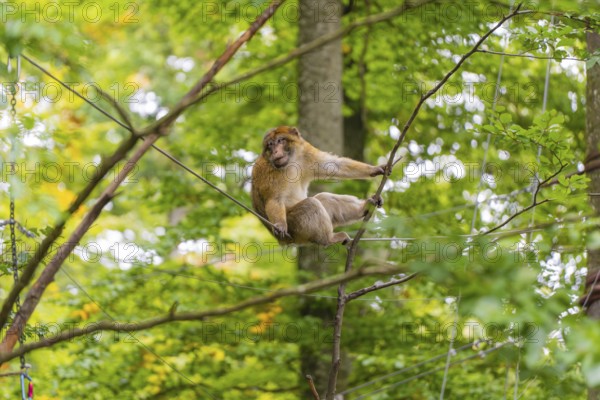 A sitting monkey gazes around dense trees, Affenberg Salem, Lake Constance district, Germany