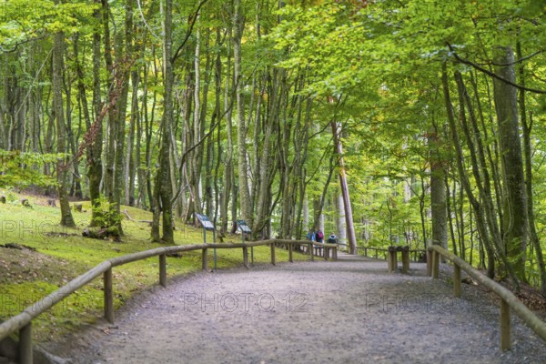 A quiet forest path lined with tall trees and a wooden railing, Affenberg Salem, Lake Constance