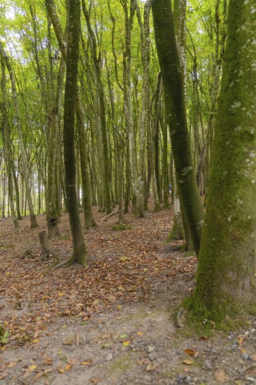 Dense forest with tall trees and autumnal ground cover, Affenberg Salem, Lake Constance district,