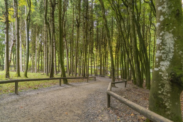 Forest path surrounded by tall, dense trees with autumnal colours, Affenberg Salem, Lake Constance