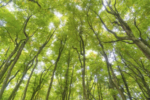 View upwards into dense treetops with bright green leaves, Affenberg Salem, Lake Constance
