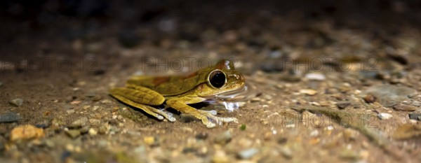Costa Rica Masked tree frog (Smilisca phaeota) in the water, at night, Puntarenas province, Costa