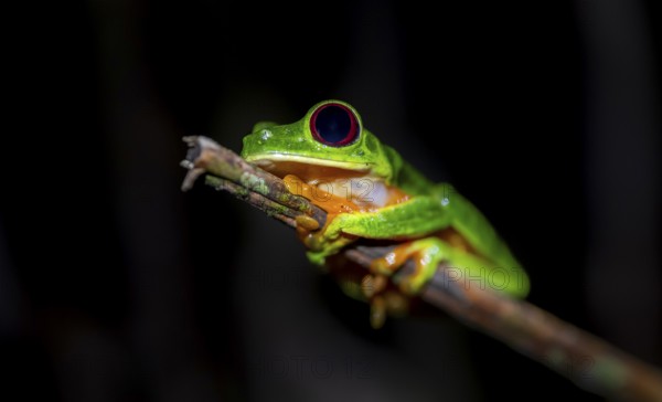 Red-eyed tree frog (Agalychnis callidryas) sitting on a stem, at night, Puntarenas province, Costa