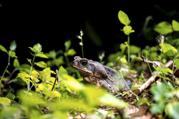Aga toad or giant toad (Rhinella marina) sitting on the ground at night, Puntarenas province, Costa