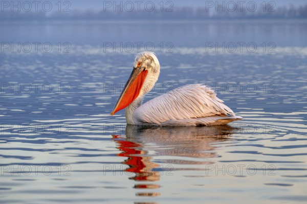 Dalmatian Pelican (Pelecanus crispus), Dalmatian Pelican, swimming, in its plumage, Lake Kerkini,