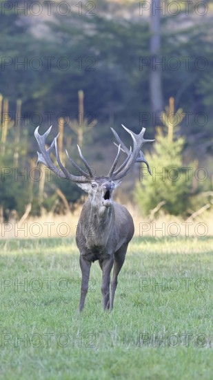Red deer (Cervus elaphus) during the rutting season, a large stag roaring in a forest clearing,
