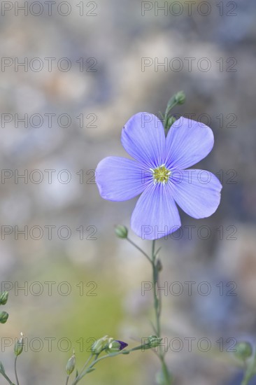 Flax (Linum usitatissimum), blue flower, medicinal plant, Wilnsdorf, North Rhine-Westphalia,