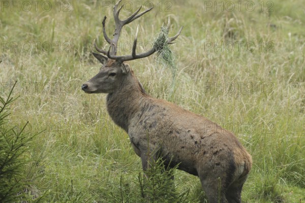 Red deer (Cervus elaphus) rutting stag with wire in left antler rod, Allgäu, Bavaria, Germany,