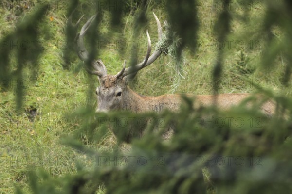 Red deer (Cervus elaphus) rutting stag with wire in left antler bar, secured between spruce