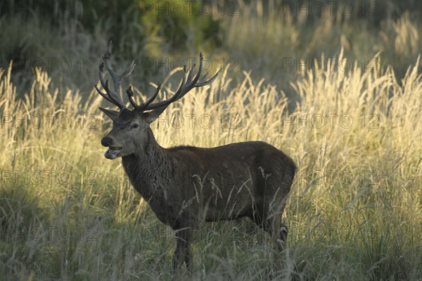 Red deer (Cervus elaphus) rutting deer eating green apple in tall grass, Allgäu, Bavaria, Germany,