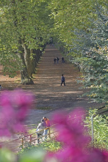 Plane tree avenue with pedestrian, stroller, stroll, stroll, stroll, vanishing point, plane trees,