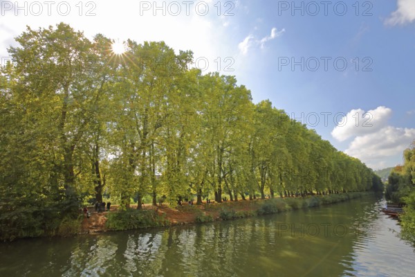 Plane tree avenue backlit on the banks of the Neckar, nature photography, trees, banks, vanishing
