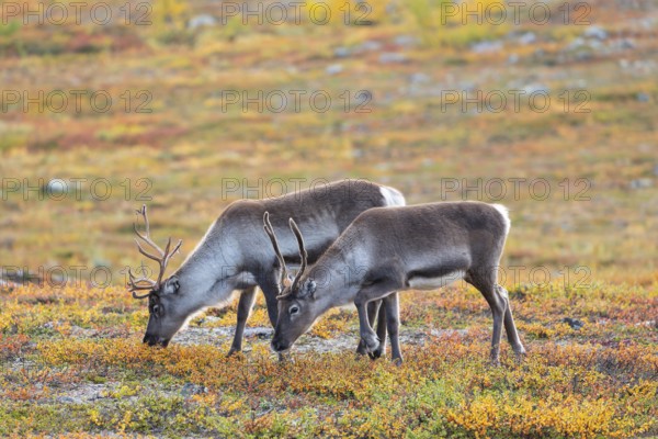Reindeer herd at Abisko National Park in the colourful autumn of Lapland below Lapporten /