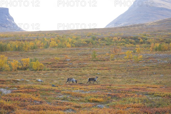 Reindeer herd at Abisko National Park in the colourful autumn of Lapland below Lapporten,