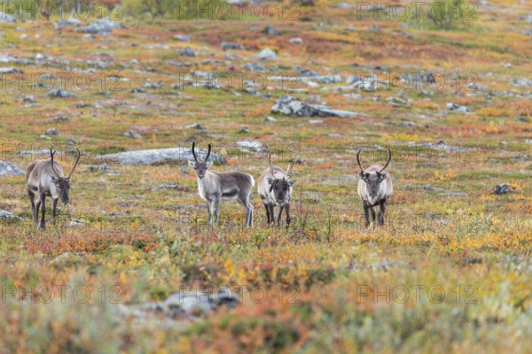 Reindeer herd at Abisko National Park in the colourful autumn of Lapland below Lapporten,