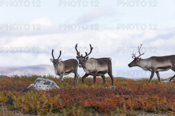 Reindeer herd at Abisko National Park in the colourful autumn of Lapland below Lapporten,