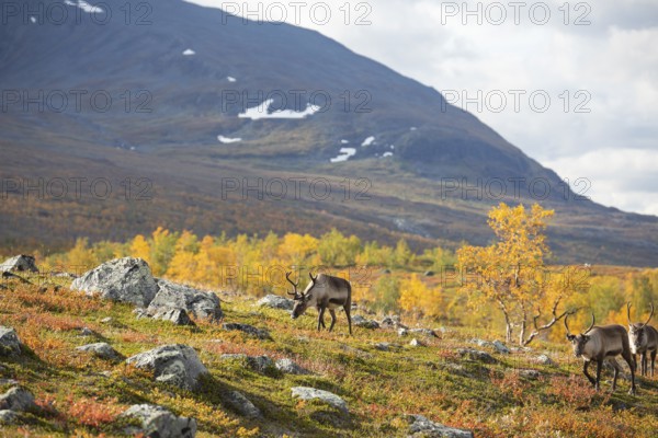 Reindeer herd at Abisko National Park in the colourful autumn of Lapland below Lapporten,