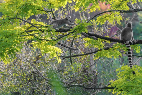 A ring-tailed lemur (Lemur catta) jumps onto a branch against the light on a sunny day. Southern