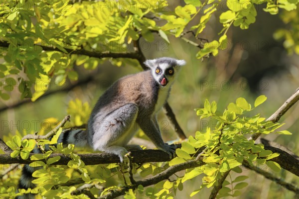 A ring-tailed lemur (Lemur catta) sits on a sunny day high up in a tree among fresh green leaves.