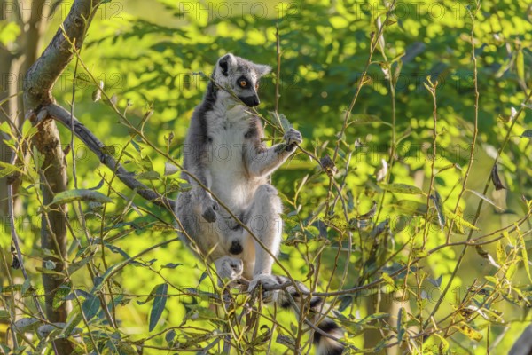 A ring-tailed lemur (Lemur catta) sits on a sunny day high up in a tree eating fresh green leaves.