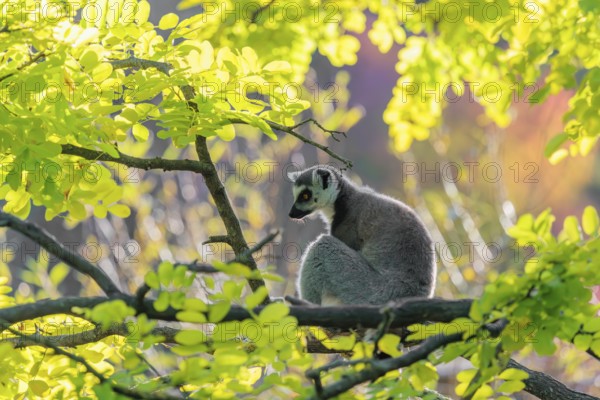 A ring-tailed lemur (Lemur catta) sits on a branch high up in a tree against the light on a sunny