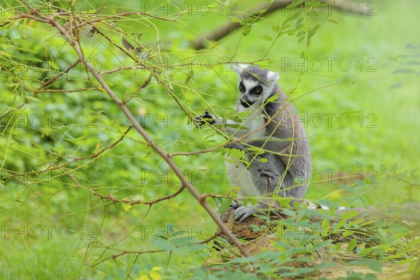 A ring-tailed lemur (Lemur catta) sits on a rotten tree lying on the ground and eats something.