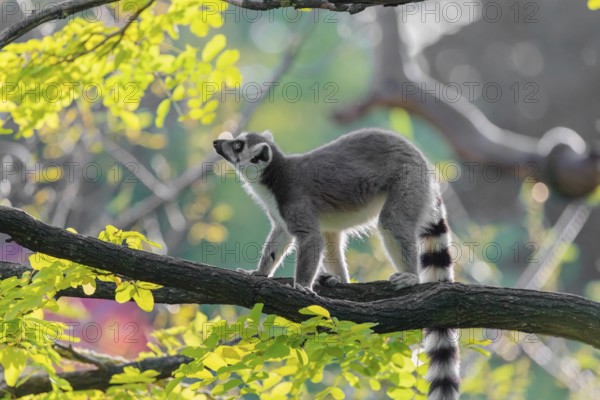 A ring-tailed lemur (Lemur catta) stands on a branch high up in a tree against the light on a sunny
