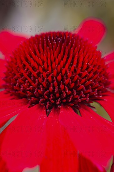 Macro photograph of a bright red flower with many petals in detail, Mainau Island, Lake Constance,