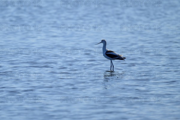 A single bird stands quietly in the blue water, conveying a sense of solitude, American avocet,