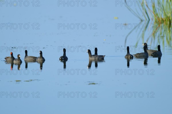 Group of coots swimming in clear blue water with soft reflections, American Eurasian Coot (Fulica