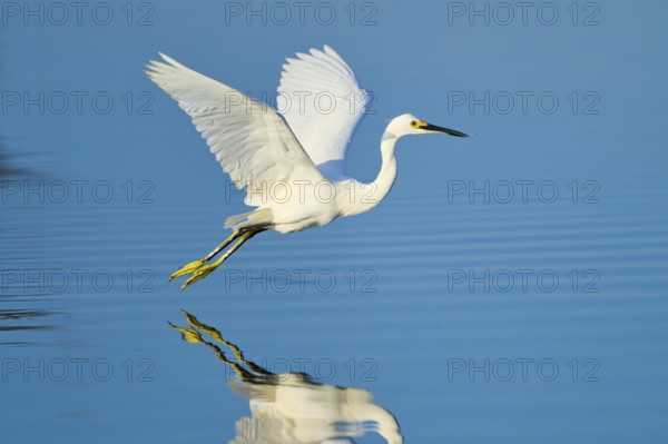 A heron hovering just above the water with outstretched wings, Great Egret (Egretta thula),