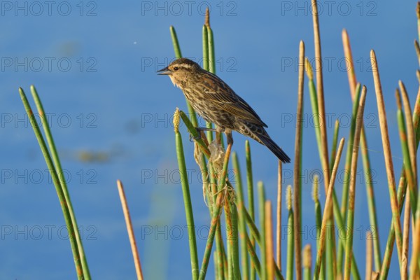 A bird sits quietly on reeds by a lake under a blue sky, Red-winged Blackbird (Agelaius