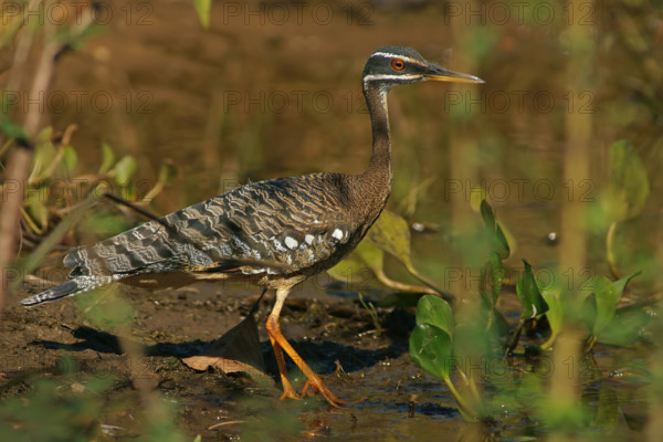 Sun rail (Eurypyga helias) Pantanal Brazil