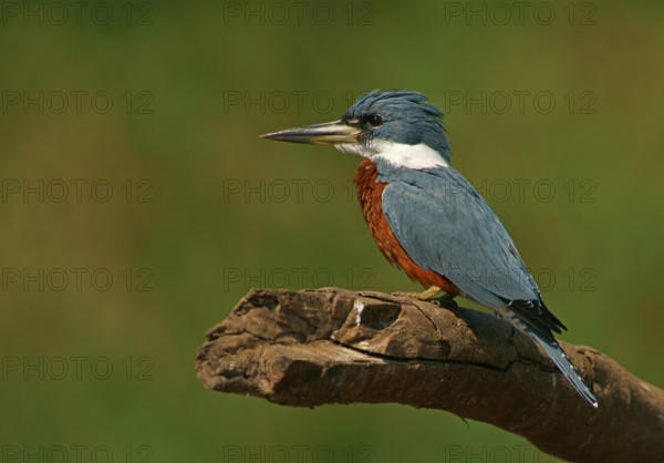Red-breasted Kingfisher (Megaceryle torquata), Pantanal, Brazil, South America