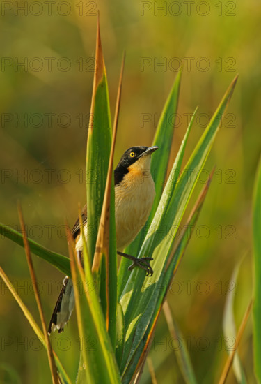 Reed Thrasher (Donacobius atricapilla), Pantanal, Brazil, South America