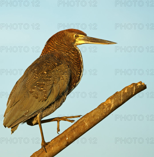 Marbled heron (Tigrisoma lineatum) juvenile, Pantanal, Brazil, South America